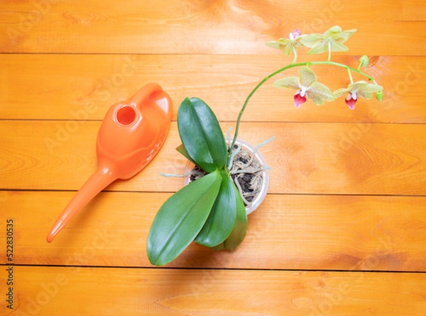 Fototapeta Home indoor watering can, a bag with bark for planting orchids and a healthy orchid plant on a wooden background: the concept of proper planting of an exotic plant at home, top view