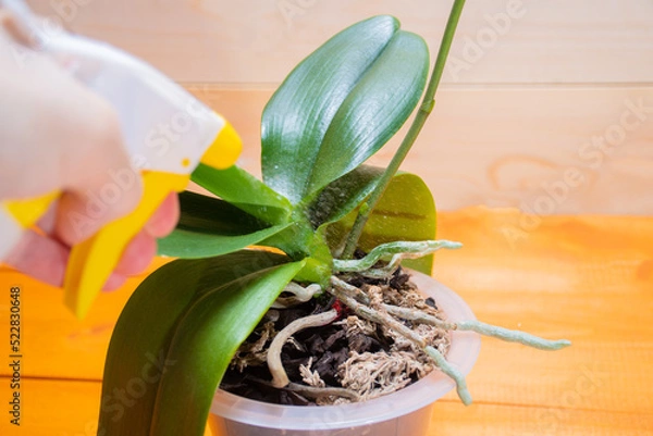 Fototapeta Do not spray aerial roots of healthy orchid in the right substrate and planters for growing an exotic plant at home: a place for text on a wooden background, selective focus on aerial roots, spraying
