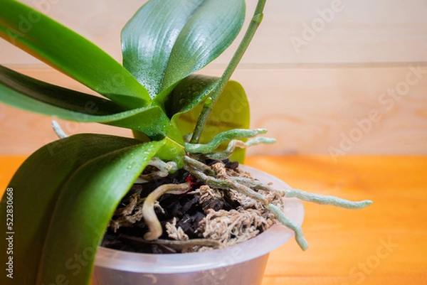 Fototapeta Incorrectly raw aerial roots of healthy orchid in the right substrate and planters for growing an exotic plant at home: a place for text on wooden background, selective focus on aerial roots, sprayin