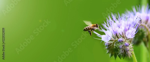 Obraz Bee and flower phacelia. Close up flying bee collecting pollen from phacelia on a sunny day on a green background. Phacelia tanacetifolia (lacy). Banner