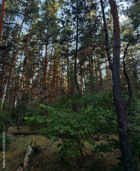 Obraz Trees in the pine forest