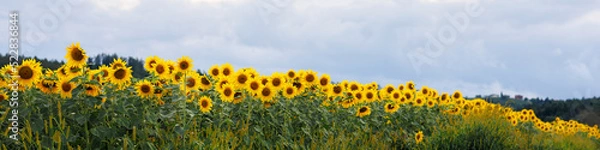 Fototapeta Universal Linkedin banner for different professions with sunflower