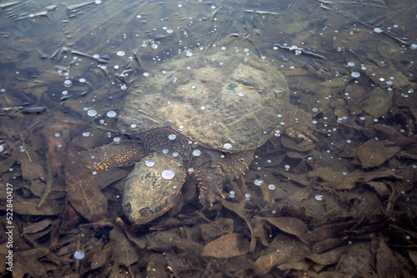 Fototapeta Large snapping turtle under ice in pond, Wisconsin