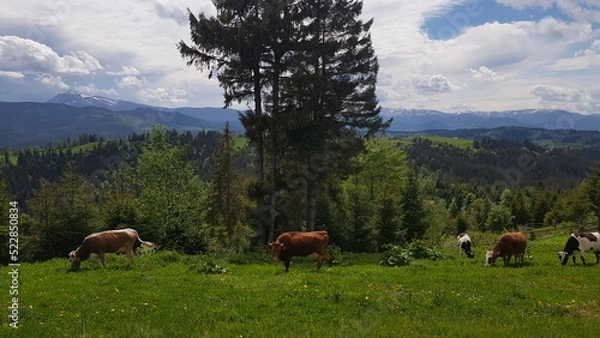 Obraz cows in the mountains