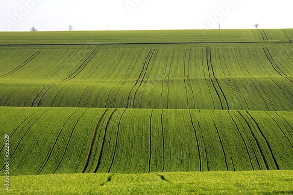 Obraz Champ de céréales au printemps