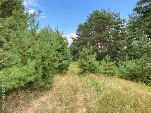 Obraz path in the forest