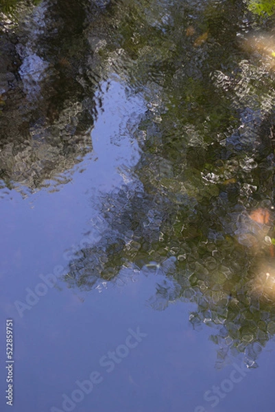 Obraz Reflections in water