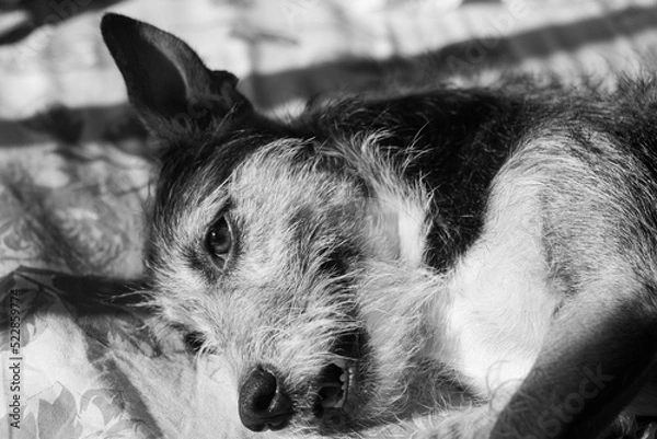 Obraz black and white dog