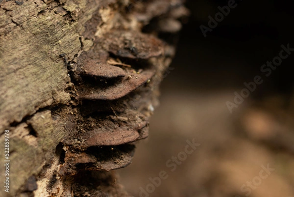 Obraz Mushroom on tree