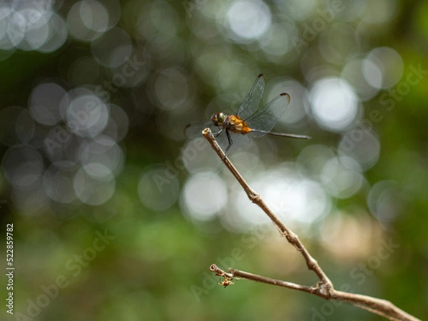 Obraz Dragonfly on a branch