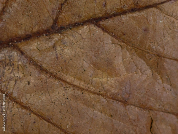 Obraz Leaf texture