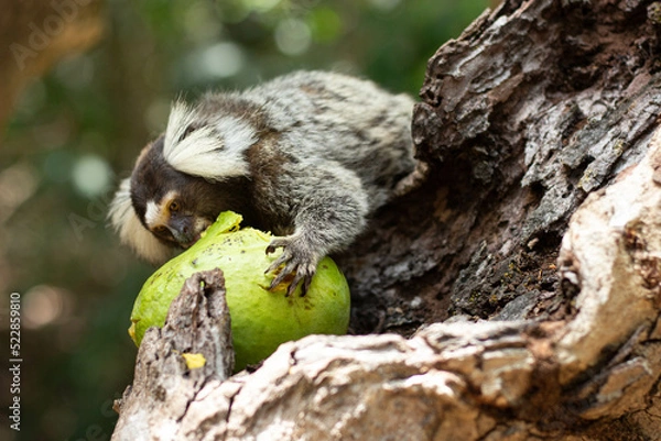 Obraz Monkey eating mango