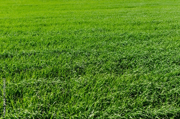 Obraz green field closeup in summer
