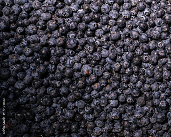 Obraz blueberries