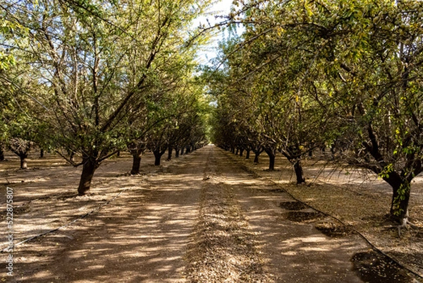 Obraz Almond orchard