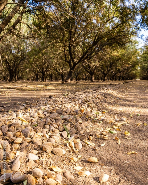 Obraz Almond orchard