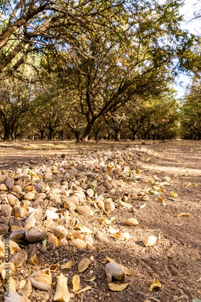 Obraz Almond orchard