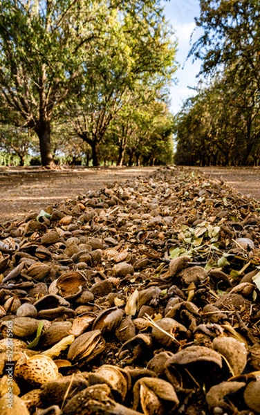Obraz Almond orchard