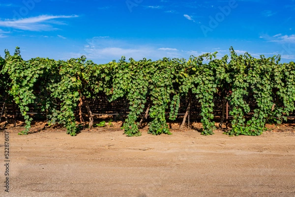 Obraz vineyard