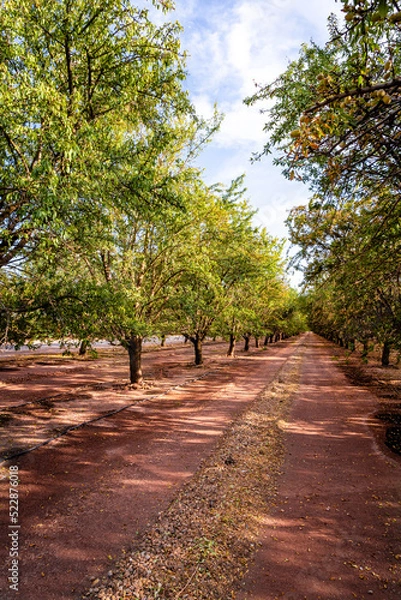 Obraz Almond orchard