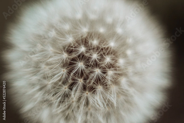 Obraz dandelion seed head