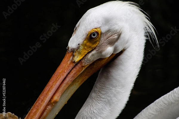 Obraz portrait of a pelican