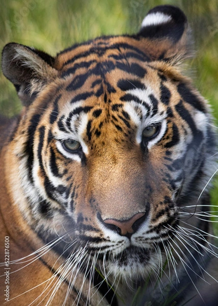 Obraz portrait of a tiger