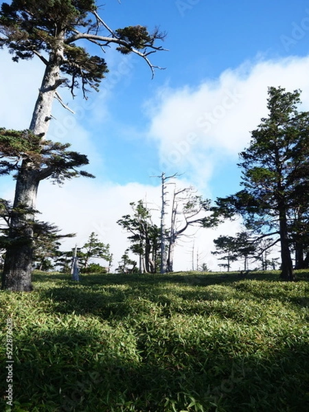 Fototapeta 青空と晴天の高原