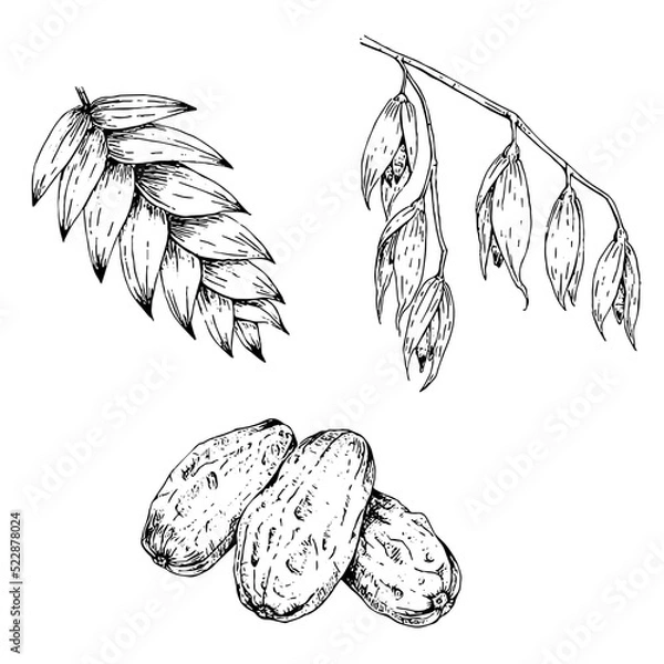 Fototapeta set of hand drawn illustrations of oats and dates in engraving style, isolated on white background