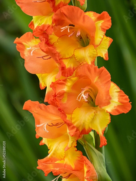 Fototapeta close up of beautiful Gladiolus flowers with yellow and orange petals blooming in the park with green background