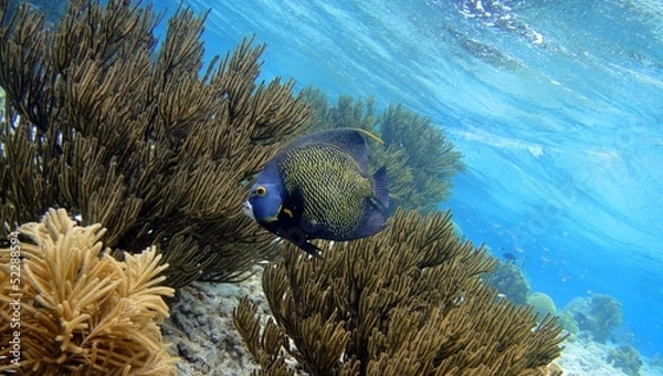 Obraz French Angelfish