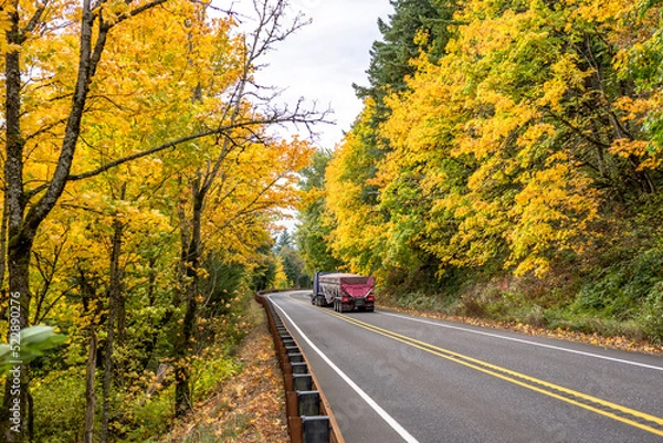 Fototapeta Blue big rig classic semi truck transporting commercial cargo in bulk semi trailer running on the winding mountain road with going true autumn yellow forest