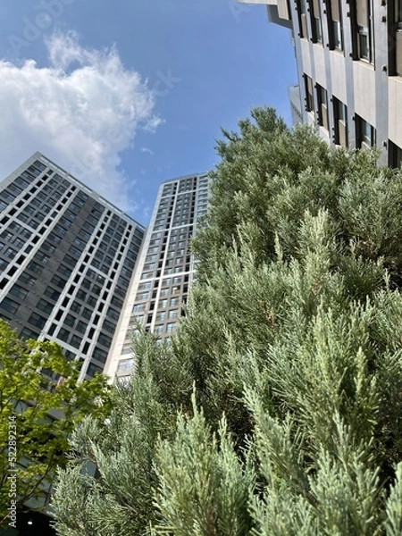 Obraz Tree and skyscrapers