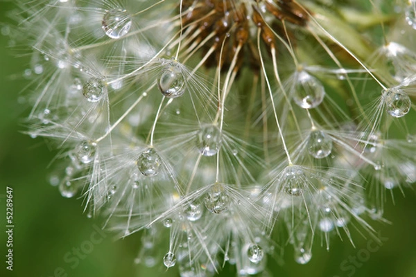 Fototapeta Dandelion after rain