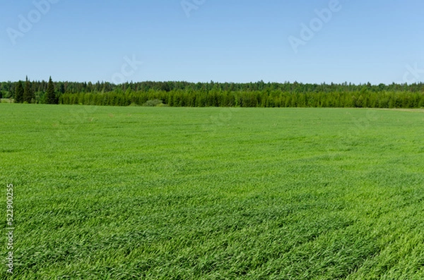 Obraz green field and sky in summer