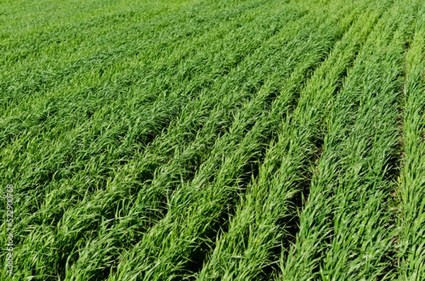 Obraz green field closeup in summer