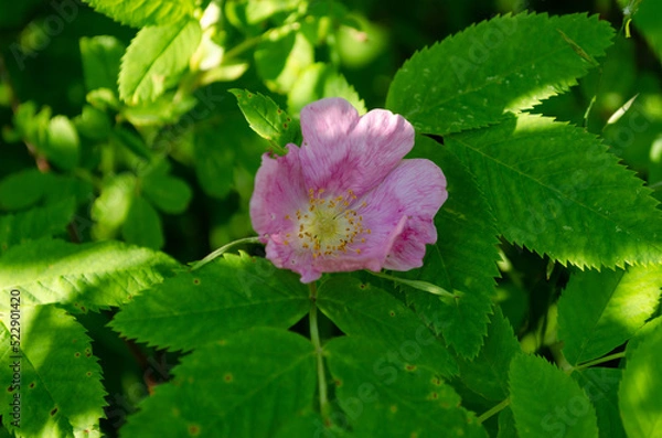 Obraz blooming wild rose in june