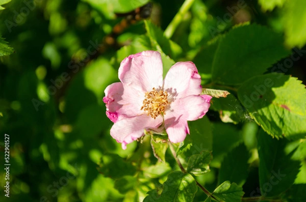 Obraz blooming wild rose in june