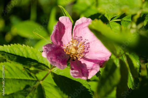 Obraz blooming wild rose in june