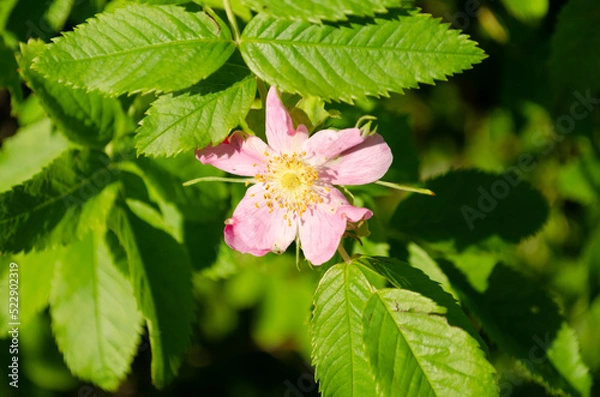 Obraz blooming wild rose in june