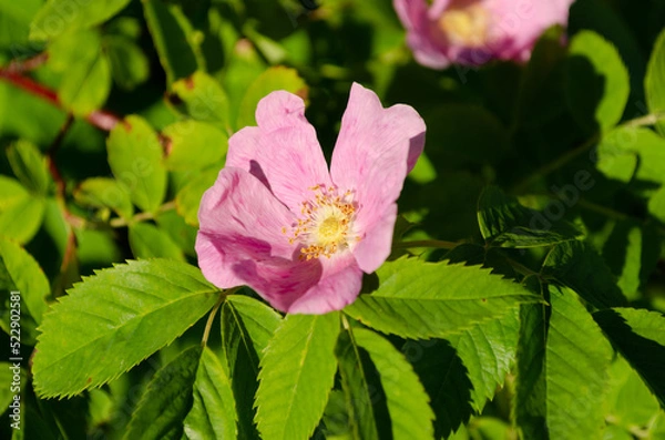 Obraz blooming wild rose in june