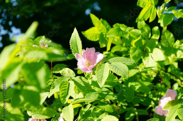 Obraz blooming wild rose in june