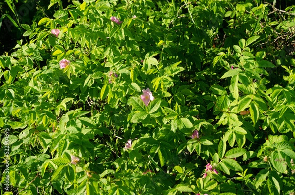 Obraz blooming wild rose in june