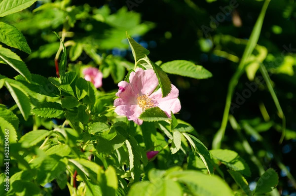 Obraz blooming wild rose in june