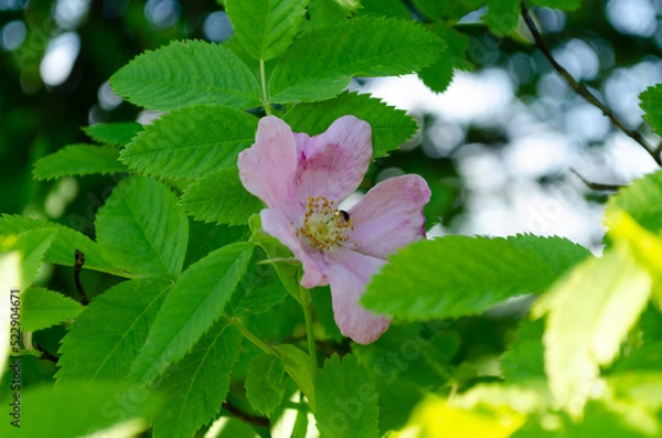 Obraz blooming wild rose in june