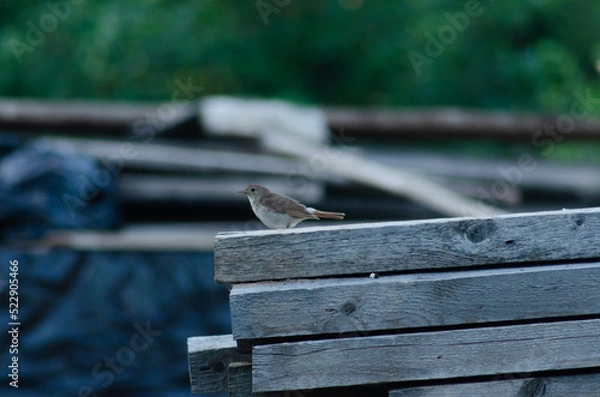 Obraz nightingale sitting on boards, bird