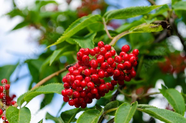 Obraz red elderberry in summer closeup