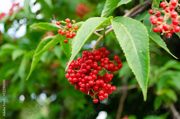 Obraz red elderberry in summer closeup