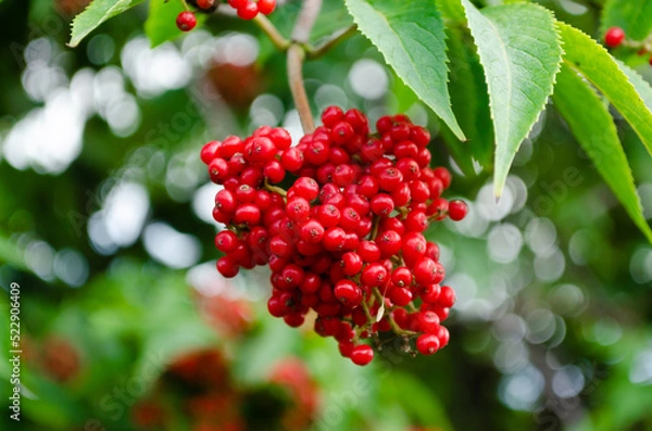 Obraz red elderberry in summer closeup