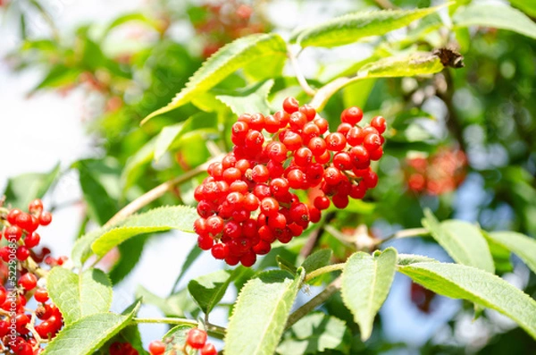 Obraz red elderberry in summer closeup